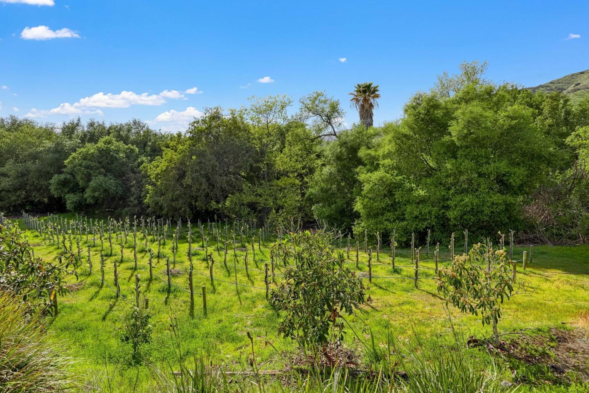 Grapevine By Avantstay Secluded 5Br Villa 4 Acres Of Vineyards Avo Groves Temecula Extérieur photo